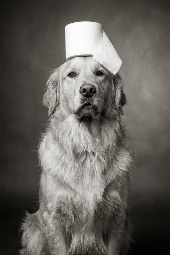 Noble Pup Portrait